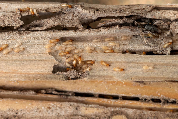 Best Local Pest Control Services  in Union City, GA