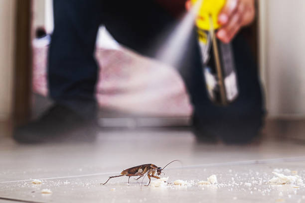 Best Flea Control Services  in Union City, GA